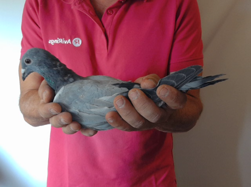 Pigeon image