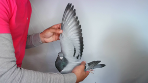 Pigeon image