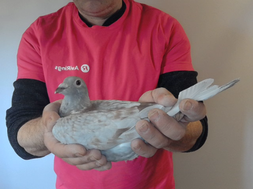 Pigeon image