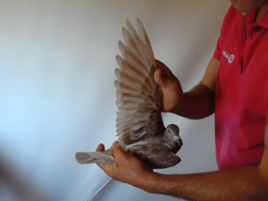 Pigeon image