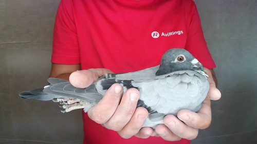Pigeon image