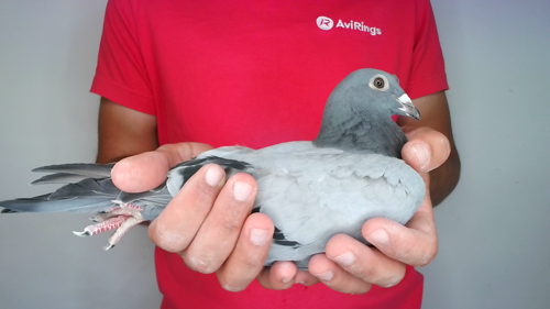 Pigeon image