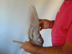 Pigeon image