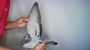 Pigeon image