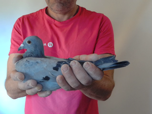 Pigeon image