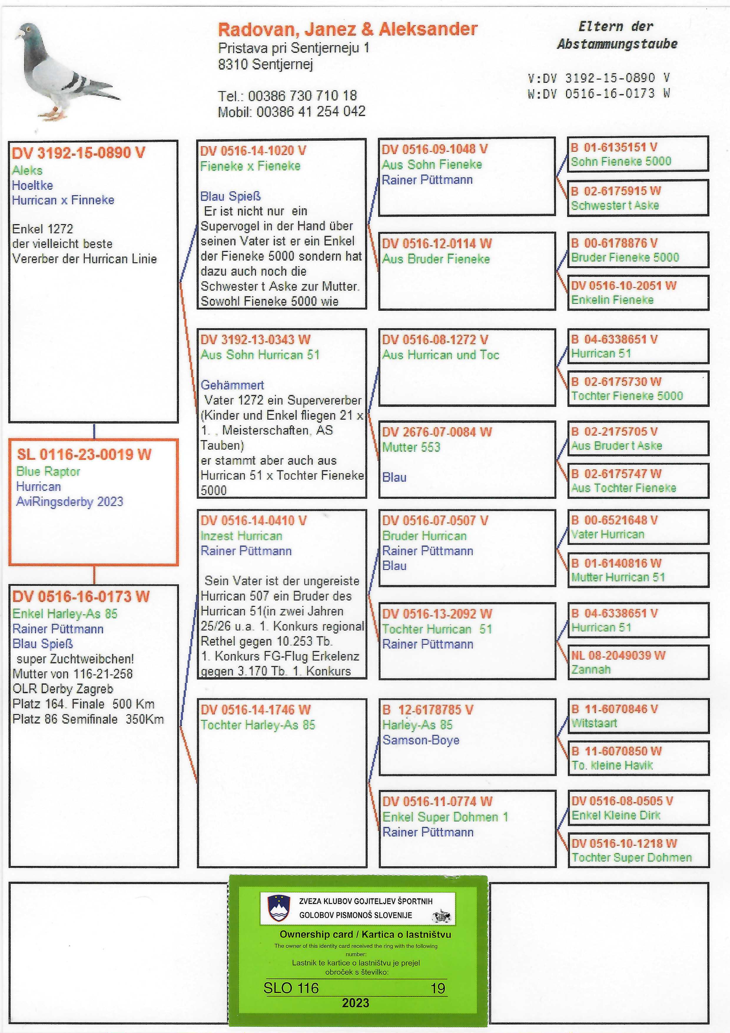 Pigeon pedigree image