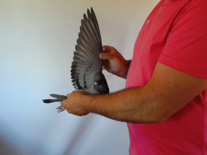 Pigeon image