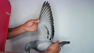 Pigeon image