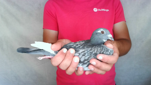 Pigeon image