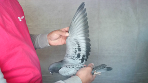 Pigeon image