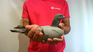 Pigeon image