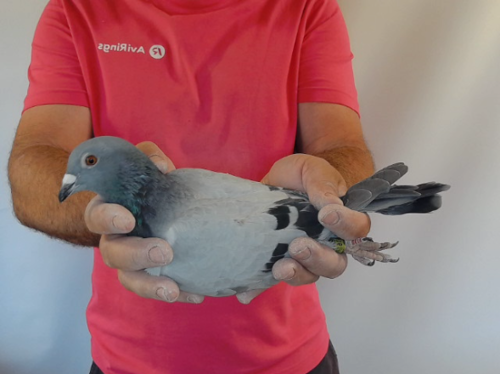 Pigeon image