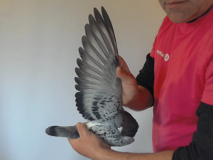 Pigeon image