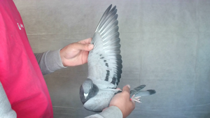 Pigeon image