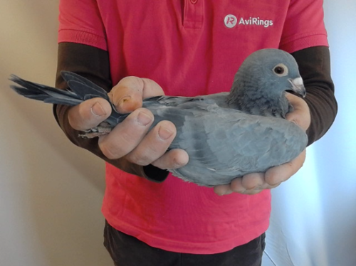 Pigeon image