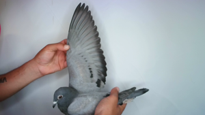 Pigeon image