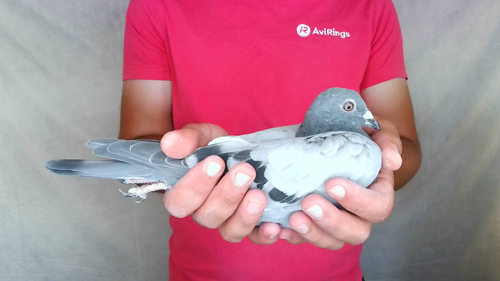Pigeon image