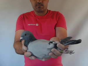 Pigeon image