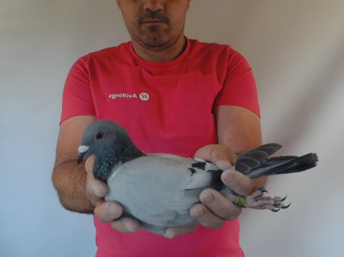 Pigeon image