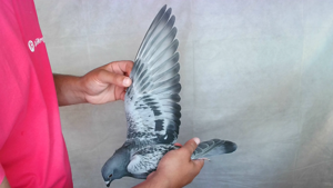 Pigeon image