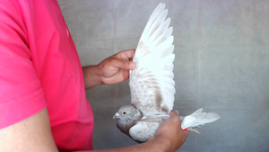 Pigeon image