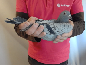 Pigeon image