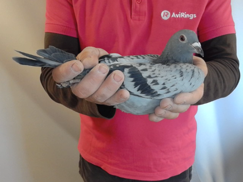 Pigeon image