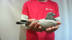 Pigeon image