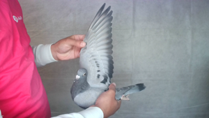 Pigeon image