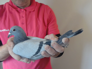 Pigeon image