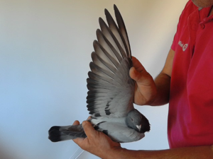 Pigeon image