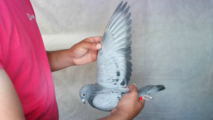 Pigeon image