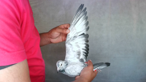 Pigeon image