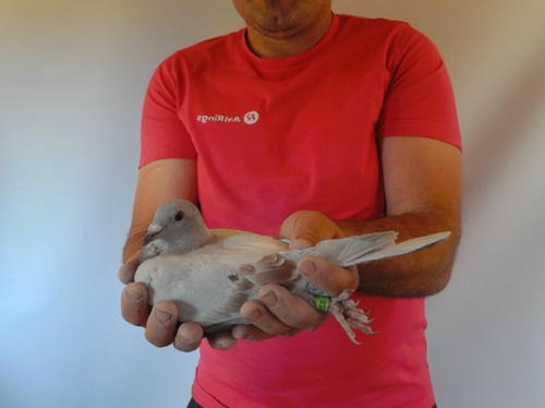 Pigeon image