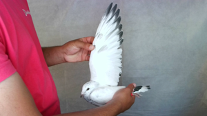 Pigeon image
