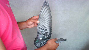 Pigeon image