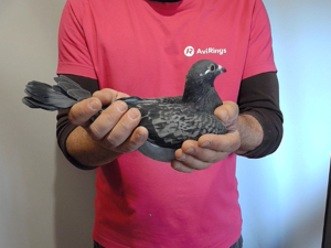 Pigeon image