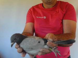 Pigeon image