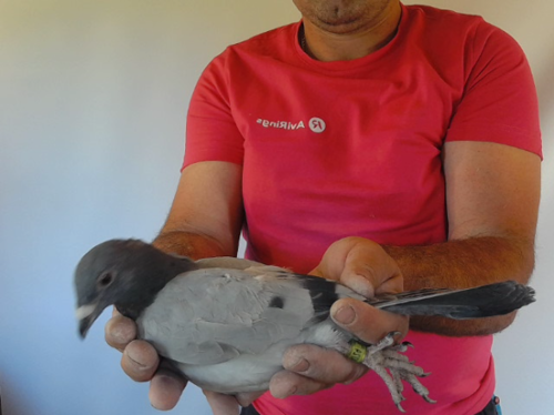 Pigeon image