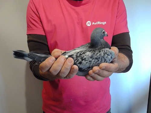 Pigeon image