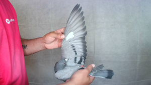 Pigeon image