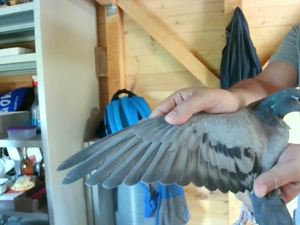 Pigeon image