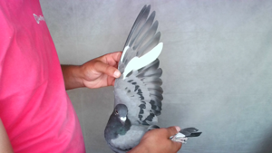Pigeon image