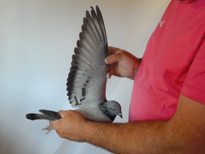 Pigeon image