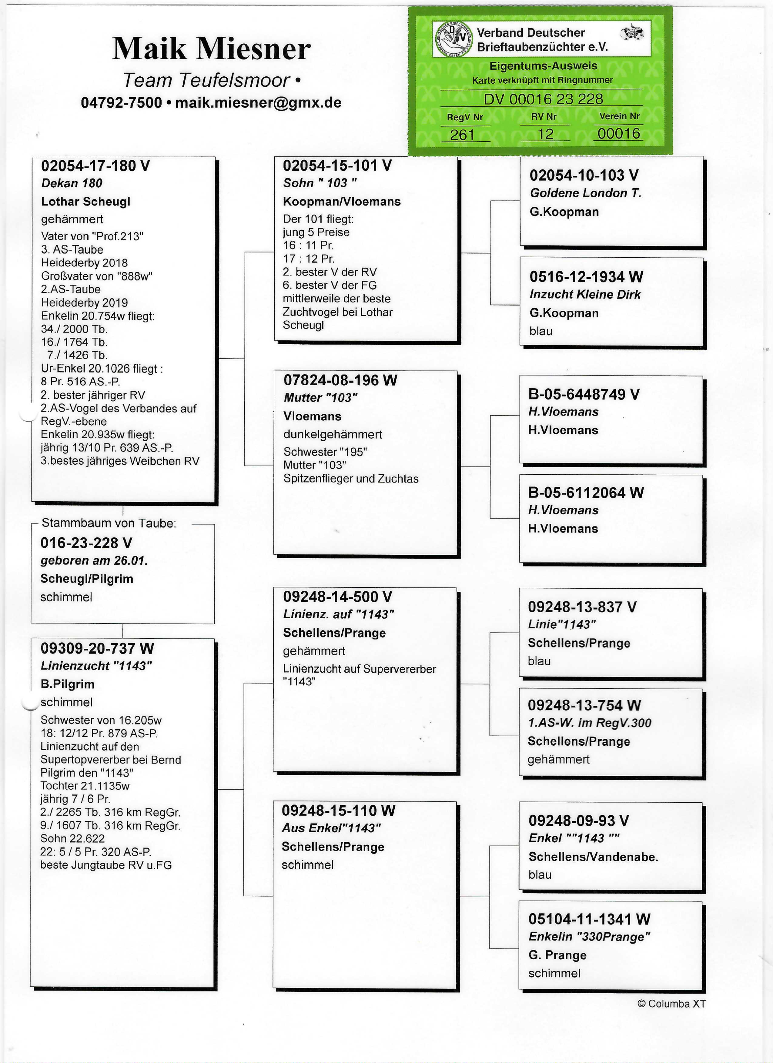Pigeon pedigree image