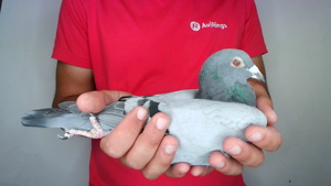 Pigeon image