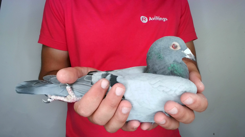 Pigeon image