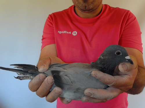 Pigeon image