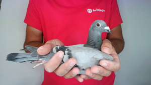Pigeon image