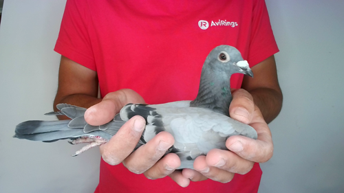 Pigeon image